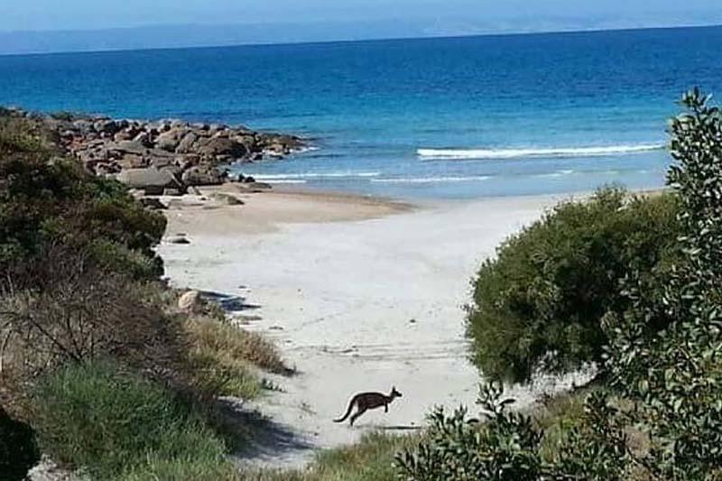 Sea Dragon Kangaroo Island Penneshaw Ngoại thất bức ảnh